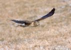 Hen Harrier