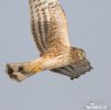 Hen Harrier