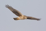 Hen Harrier