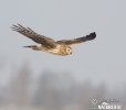 Hen Harrier