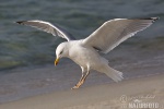 Herring Gull