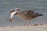 Herring Gull