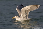 Herring Gull