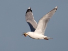 Herring Gull