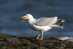 Herring Gull