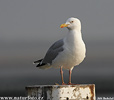 Herring Gull