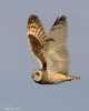 Hibou des marais