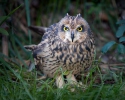 Hibou des marais