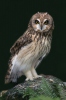 Hibou des marais