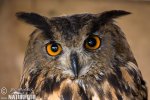 Hibou grand-duc