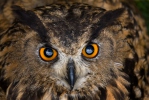 Hibou grand-duc