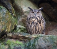 Hibou grand-duc
