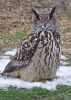 Hibou grand-duc