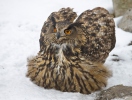 Hibou grand-duc