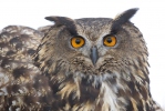 Hibou grand-duc