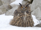 Hibou grand-duc