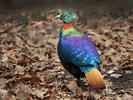 Himalayan Monal