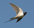 Hirundo rustica