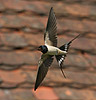 Hirundo rustica