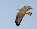 Honey Buzzard