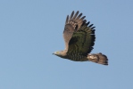 Honey Buzzard