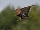 Honey Buzzard