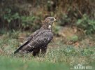 Honey Buzzard