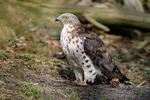 Honey Buzzard