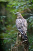 Honey Buzzard