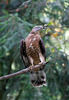 Honey Buzzard