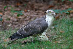 Honey Buzzard