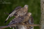 Honey Buzzard