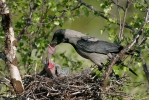 Hooded Crow