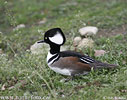 Hooded Merganser