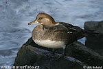 Hooded Merganser