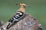 Hoopoe