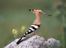 Hoopoe