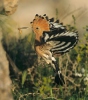 Hoopoe