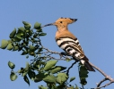 Hoopoe