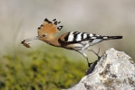 Hoopoe