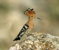 Hoopoe