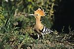 Hoopoe