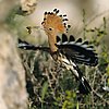 Hoopoe