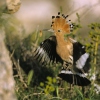 Hoopoe