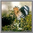 Hoopoe