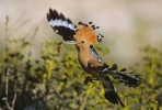 Hoopoe