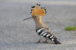 Hoopoe