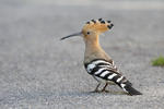 Hoopoe