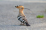 Hoopoe