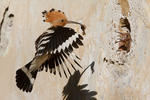 Hoopoe